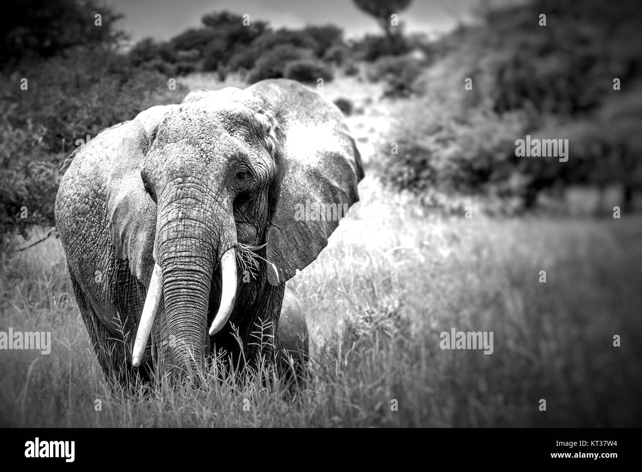Huge African elephant bull in the Tarangire National Park, Tanzania