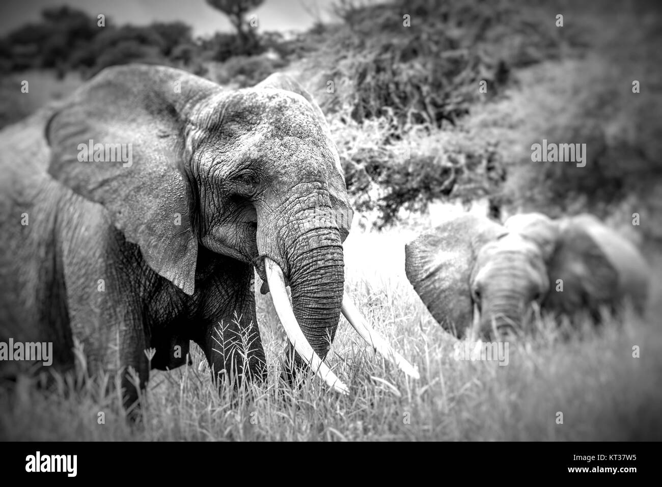 Baby elephant walking with mother elephant Black and White Stock Photos