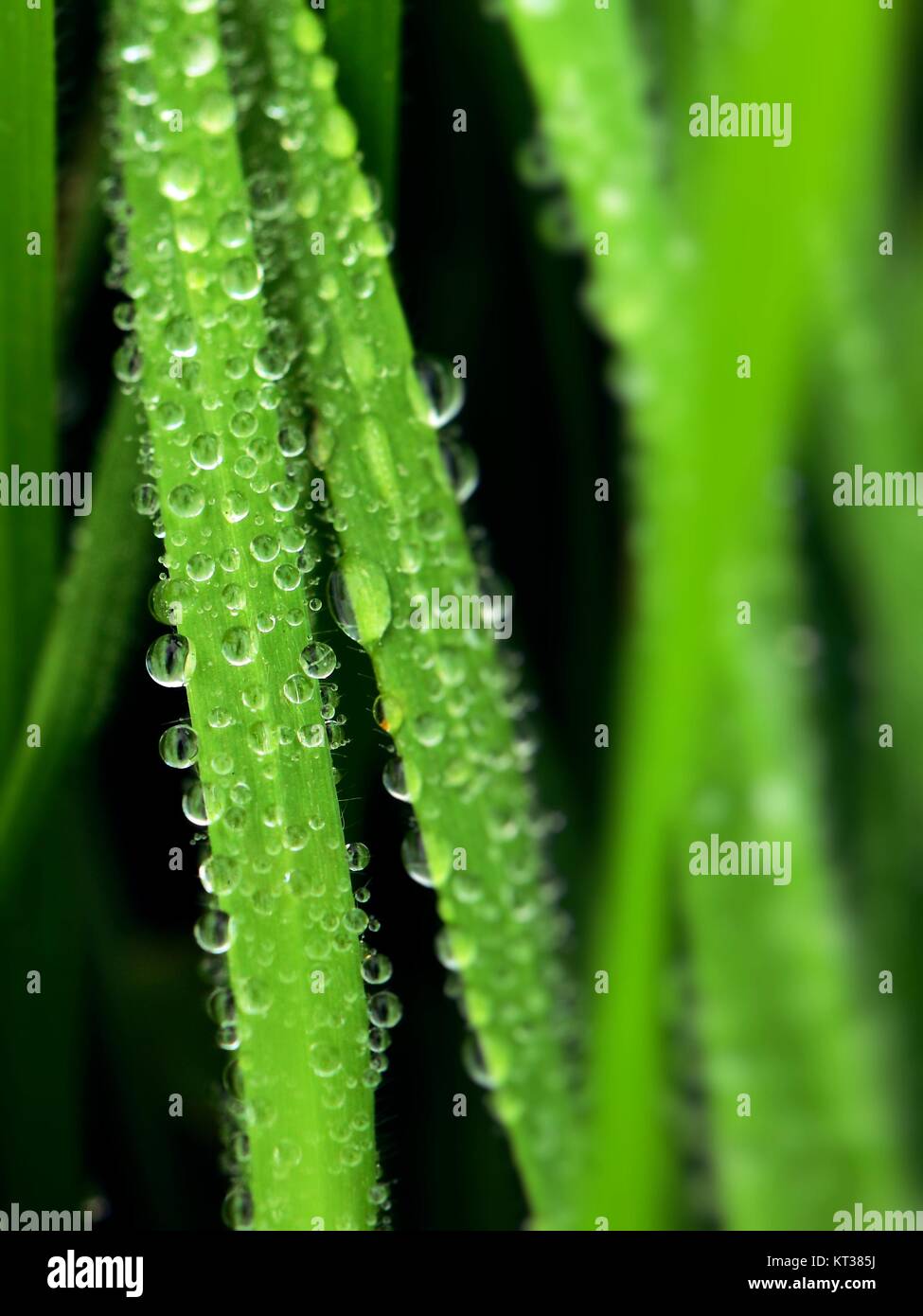 Close up of grass spikes with water drops Stock Photo