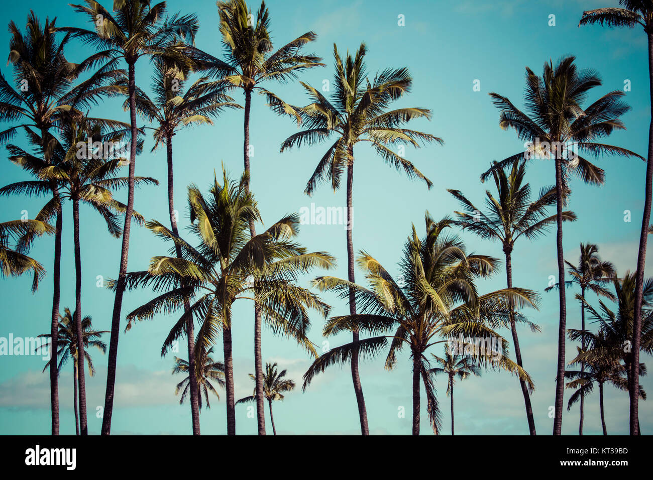 Coconut palm in Hawaii, USA Stock Photo Alamy