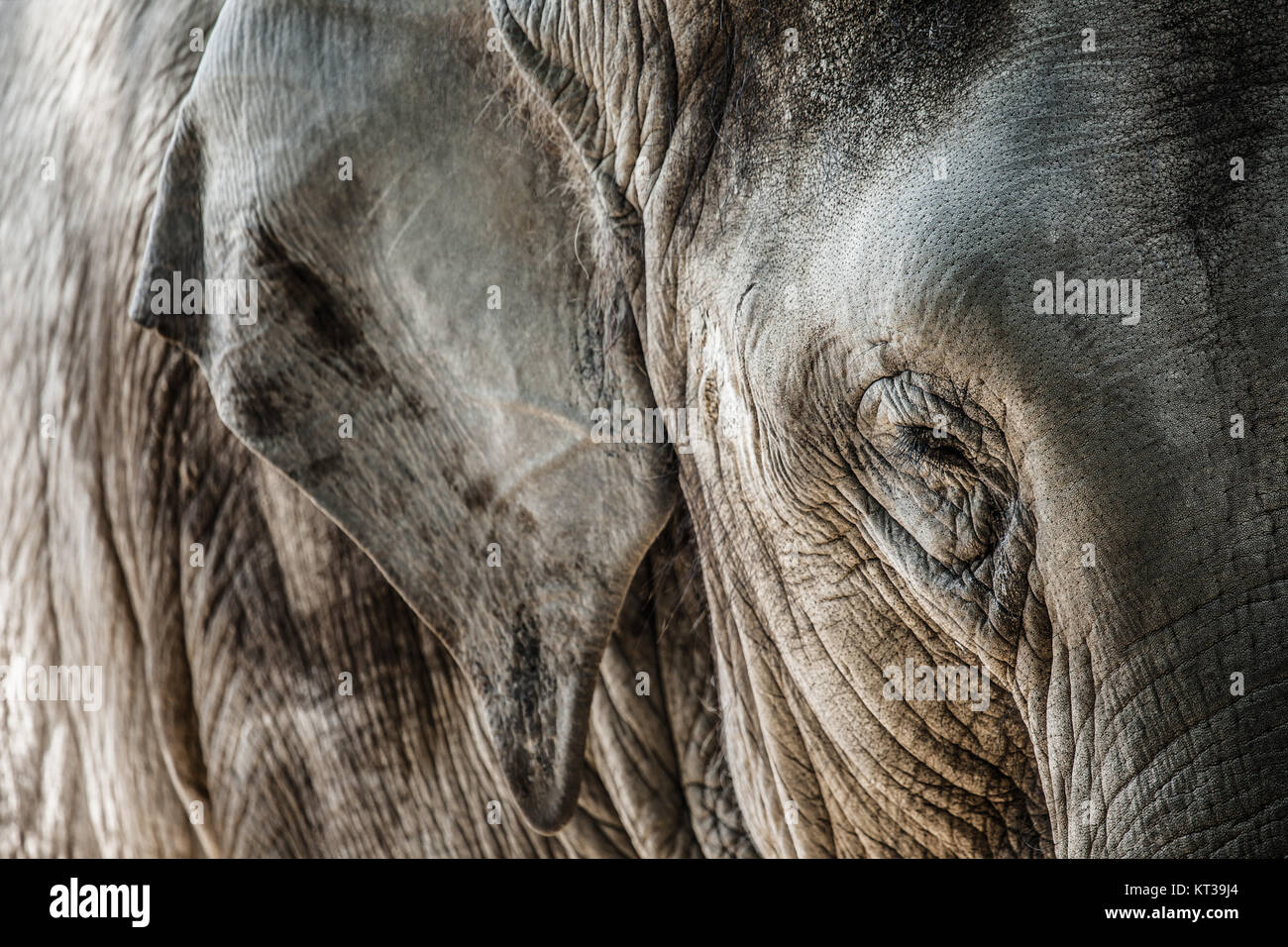 Elephant close up seeing skin texture and spots Stock Photo - Alamy