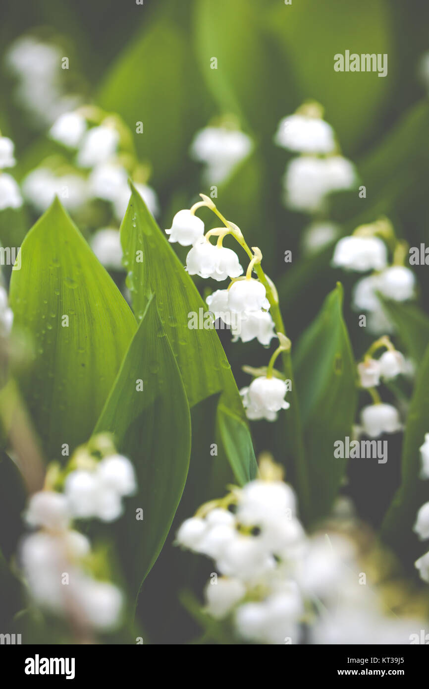 Lily of the valley flowers with water drops on green background ...