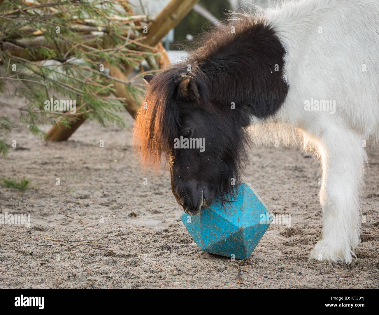 Shetland pony playing with ball, as he tries to get treats from horse