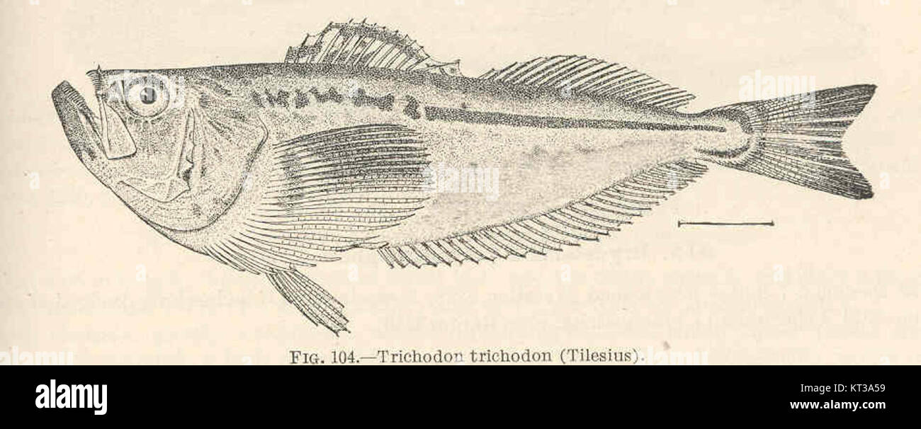 Trichodon trichodon hi-res stock photography and images - Alamy
