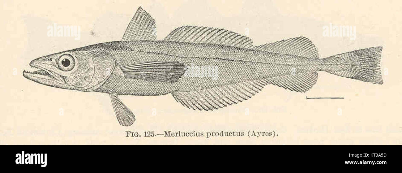 39438 Merluccius productus (Ayres) Stock Photo