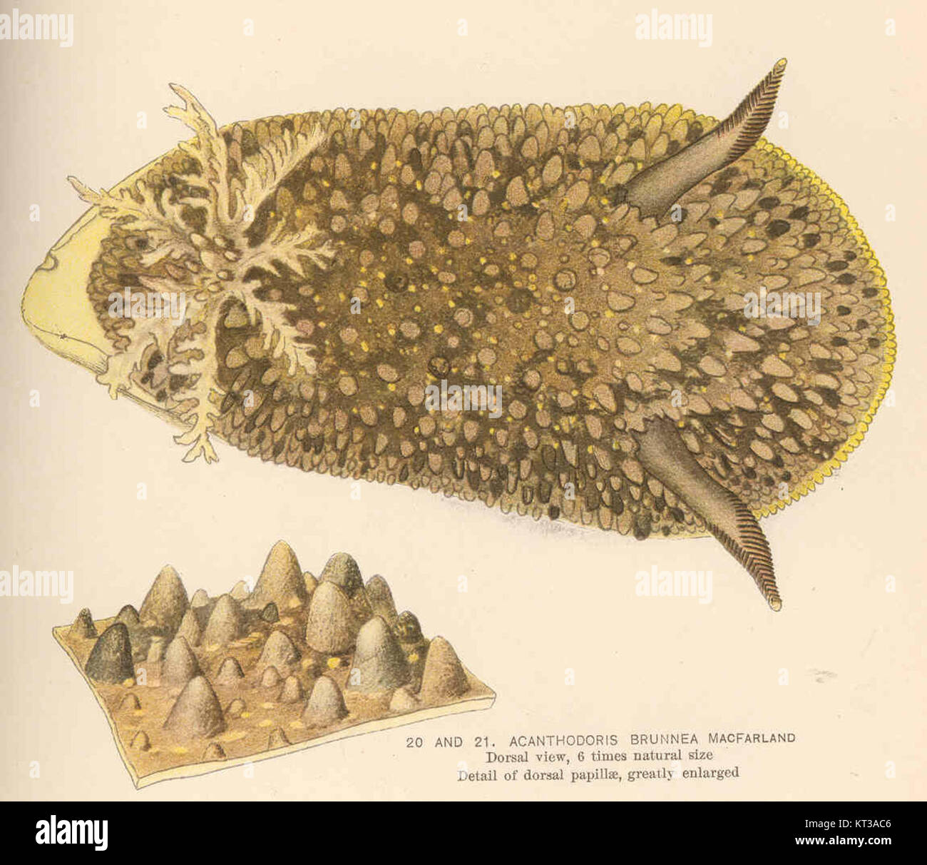 39593 Acanthodoris brunea MacFarland Dorsal viewand Detail of dorsal papillae, greatly enlarged Stock Photo