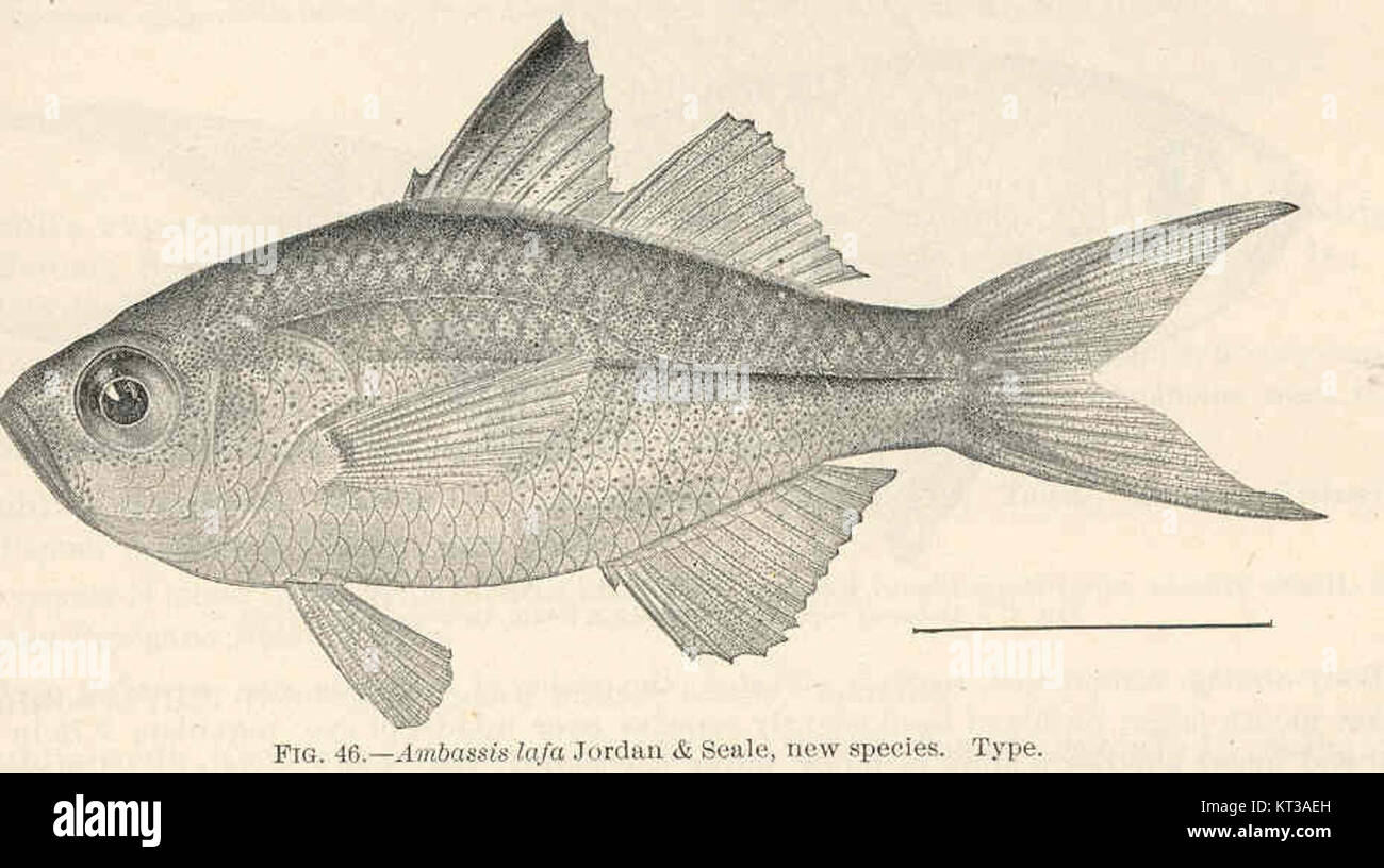 39649 Ambassis lafa Jorda 7 Seale, new species Type Stock Photo