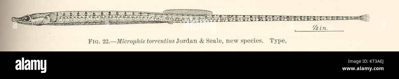 39650 Microphis torrentius Jordan & Seale, new species Type Stock Photo