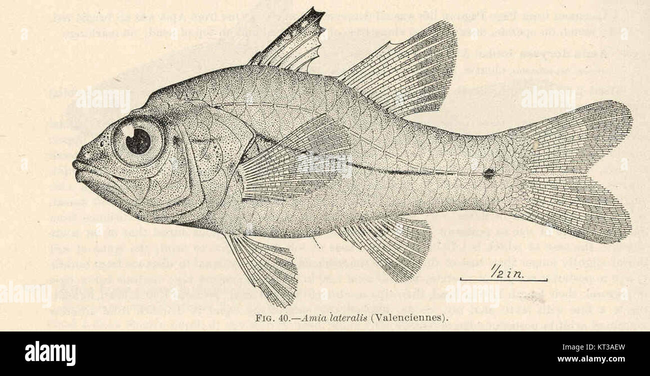 Lateralis Fish Amia lateralis, commonly known as the spotted bowfin, is a species of ...