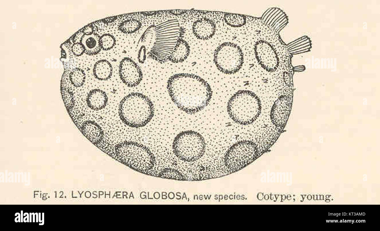 39782 Lyosphaera globosa  new species Cotype3B young Stock Photo
