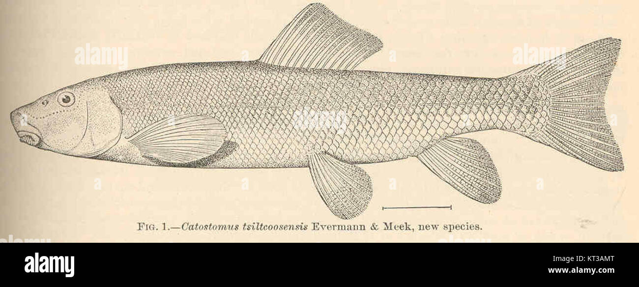 39796 Catostomus tsiltcoosensis Evermann & Meek, new species Stock Photo