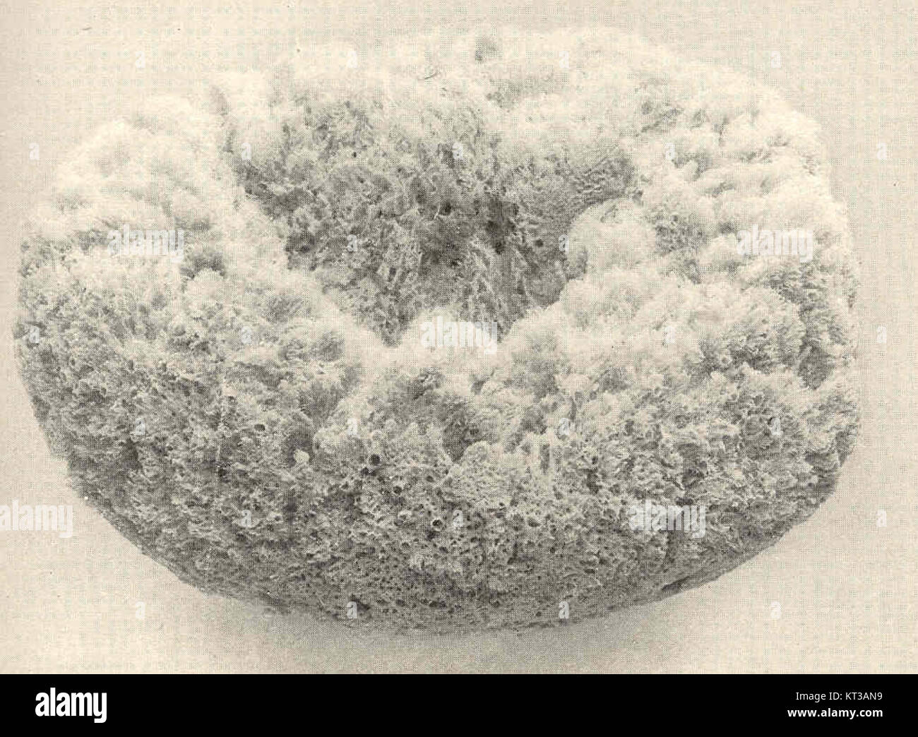 39806 Grass Spolnge is an object with a width of 14 inches, viewed from the side, possibly related to botanical studies or ecological research on vegetation in the area around Matecumbe Key, a location known for its natural landscapes. Stock Photo