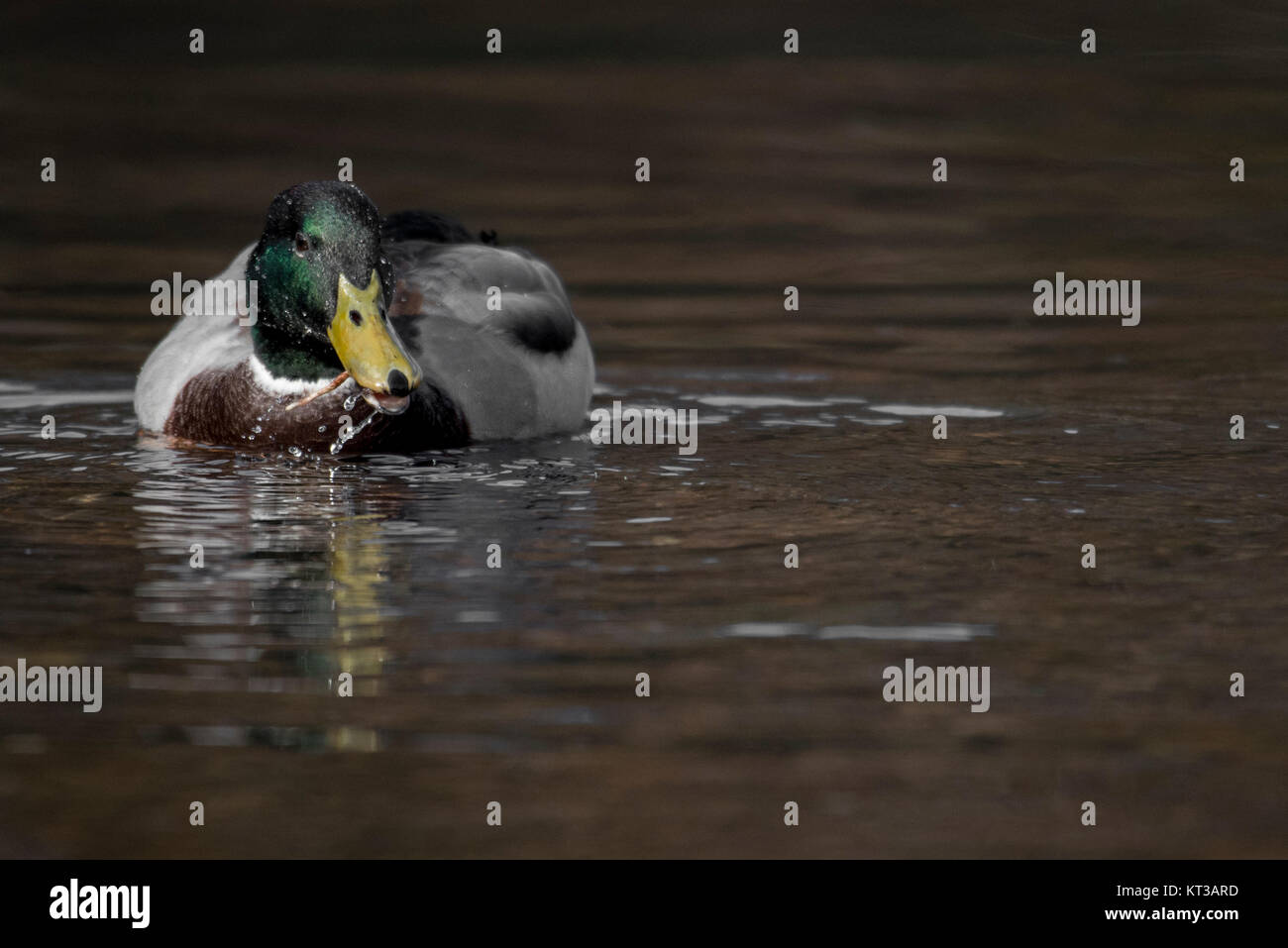 crazy duck snack Stock Photo Alamy