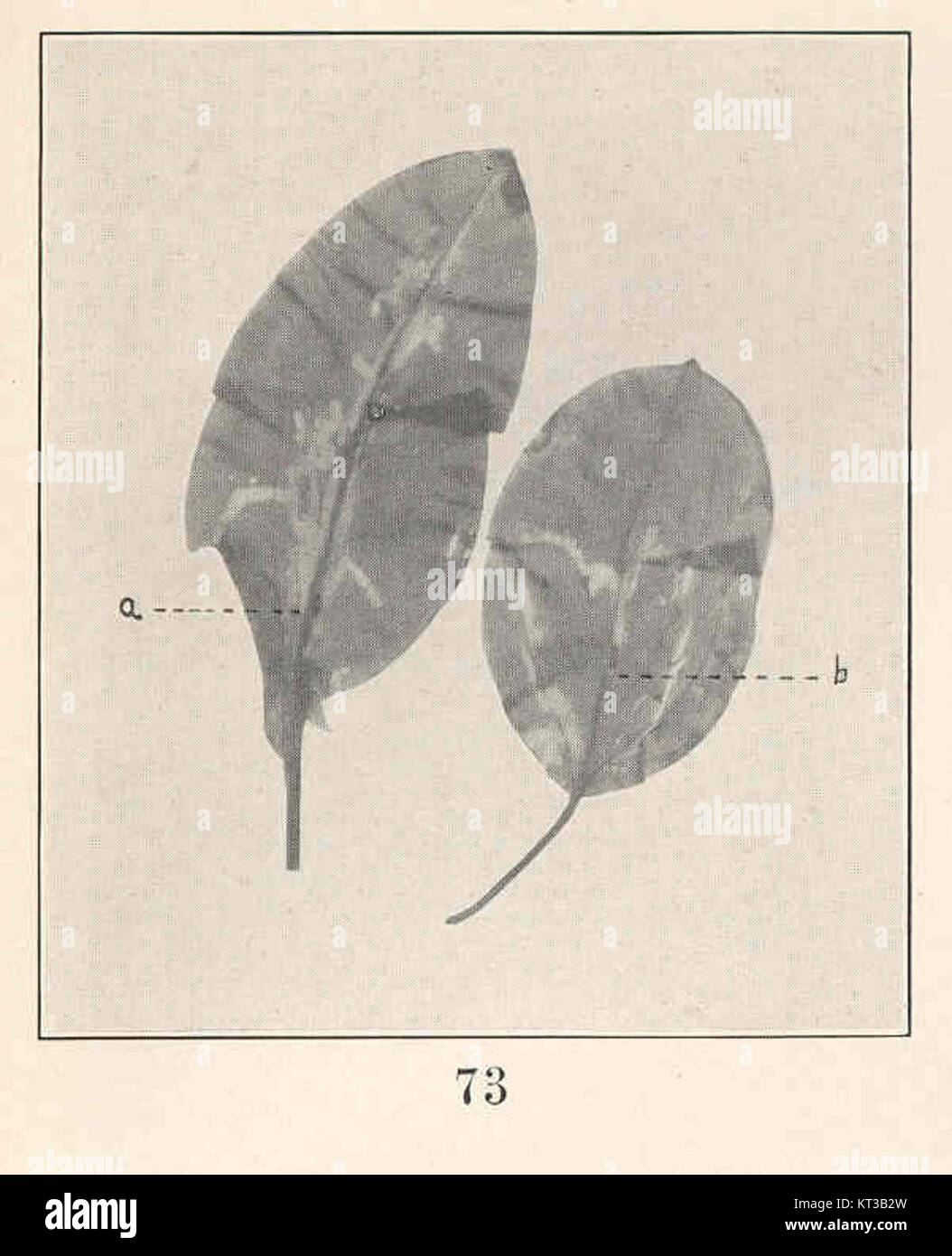 40047 Potamogeton amplifolius, leaves, showing characteristic mines of Hydrellia Stock Photo