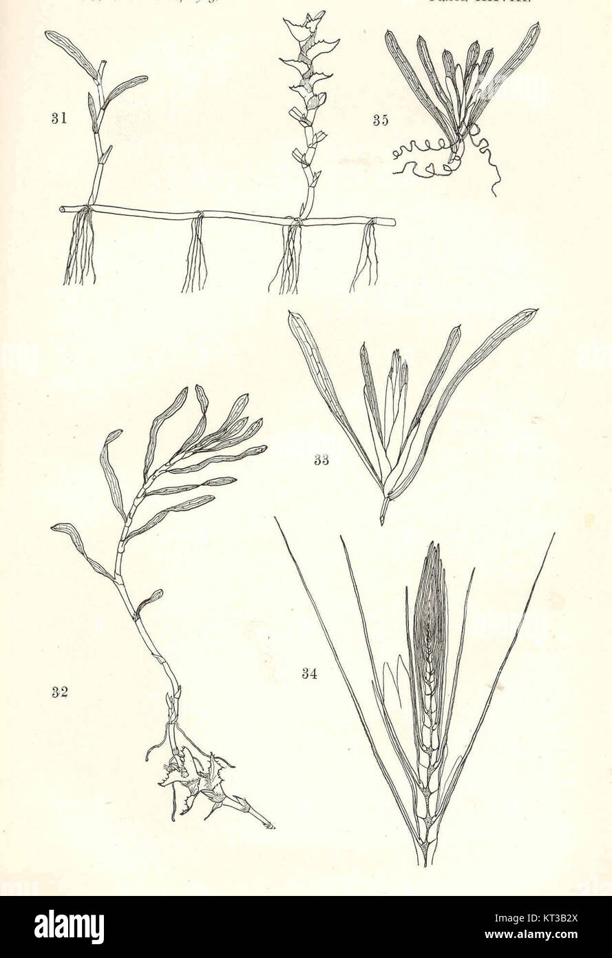 40048 Potamogeton crispus (31-32); Potamogeton zosterifolius (33-35) Stock Photo