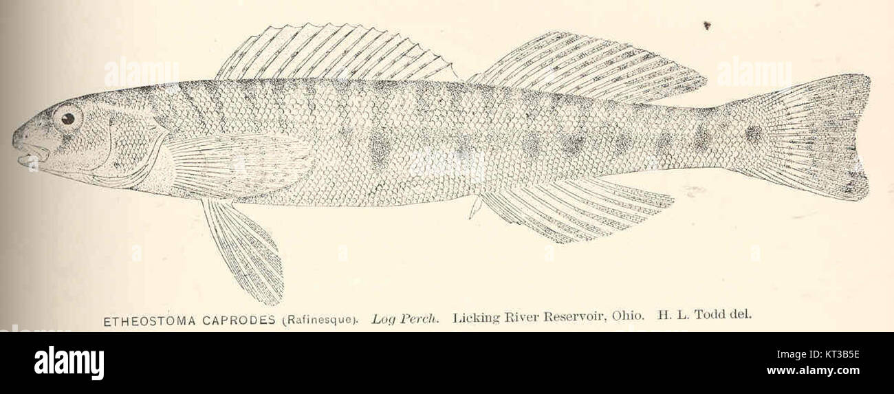 40122 Etheostoma caprodes (Rafinesque) Log Perch Licking River Reservoir, Ohio Stock Photo