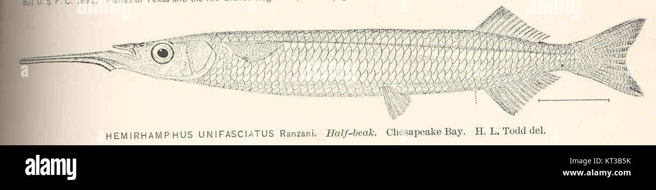 40127 Hemirhamphus unifasciatus Ranzoni Half-beak Chesapeake Bay Stock Photo