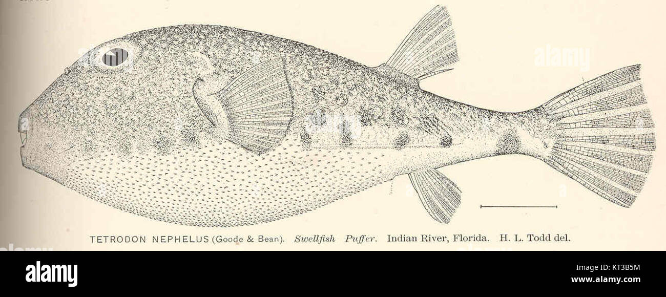 40128 Tetrodon nephelus (Goode & Bean) Swellfish Puffer Indian River, Florida Stock Photo