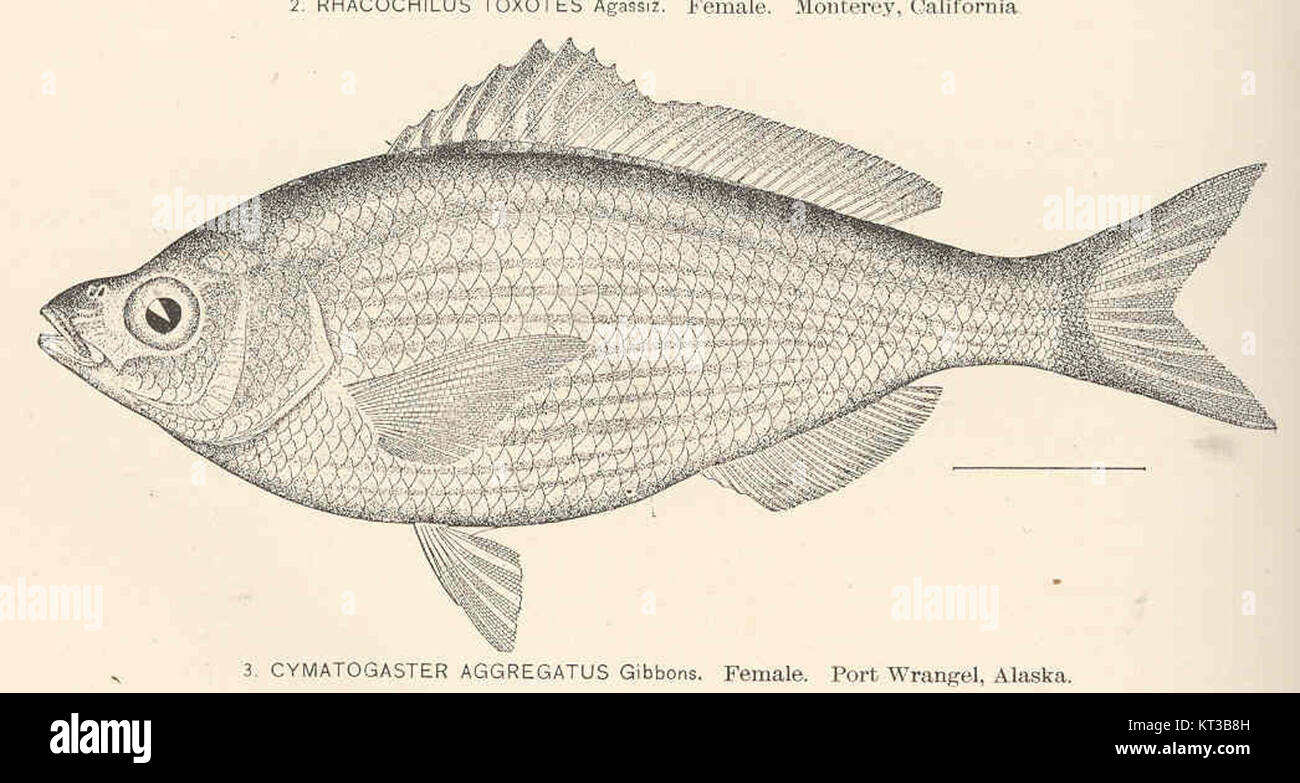Midshipman fish hi-res stock photography and images - Alamy