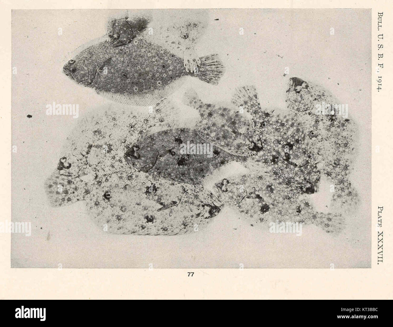 40261 Paralichthys Group of Paralichthys on a white background containing considerable debris scattered over it All of the specimens Stock Photo