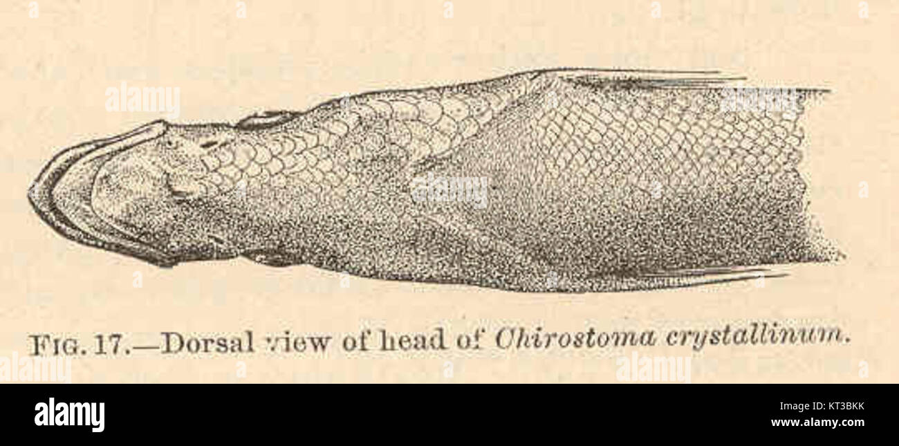 40468 Chirostoma crystallinum  Dorsal view of head Stock Photo