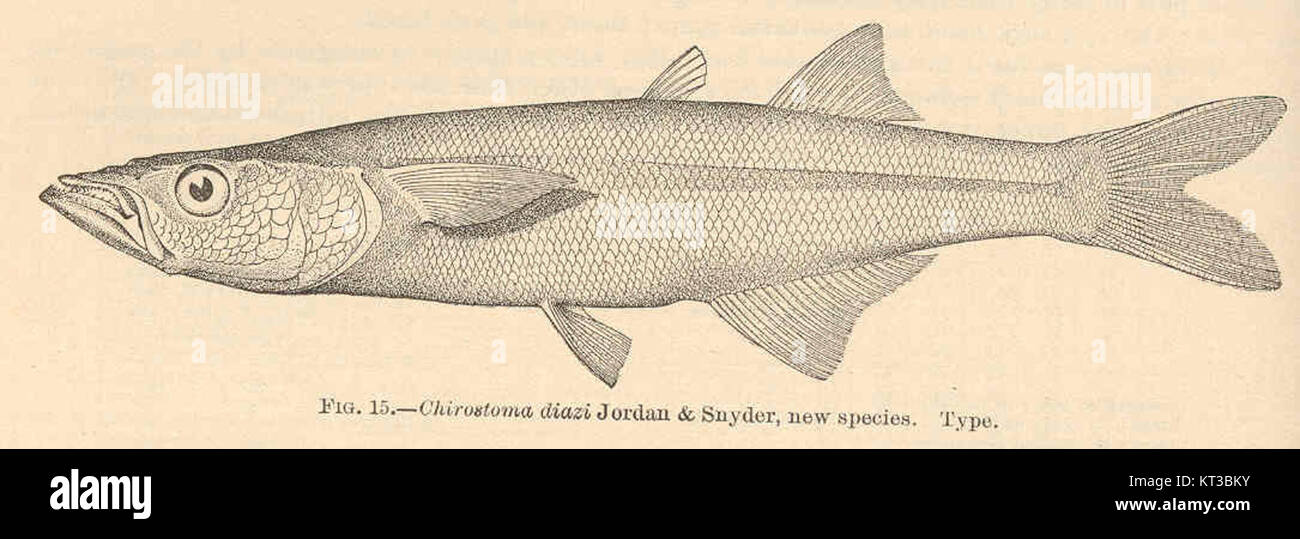 40480 Chirostoma diazi Jordan & Snyder, new species Type Stock Photo