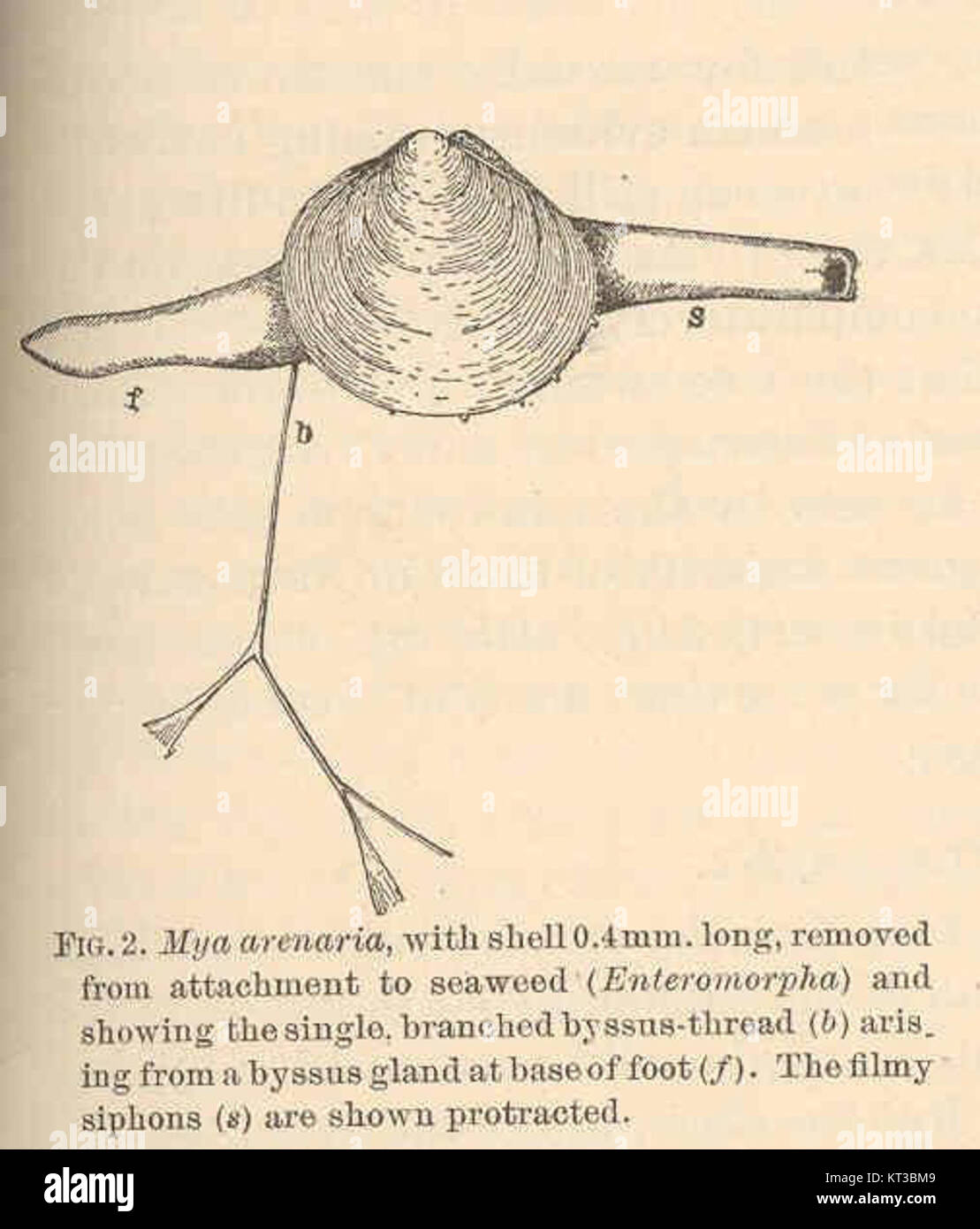 Mya Arenaria Hi Res Stock Photography And Images Alamy