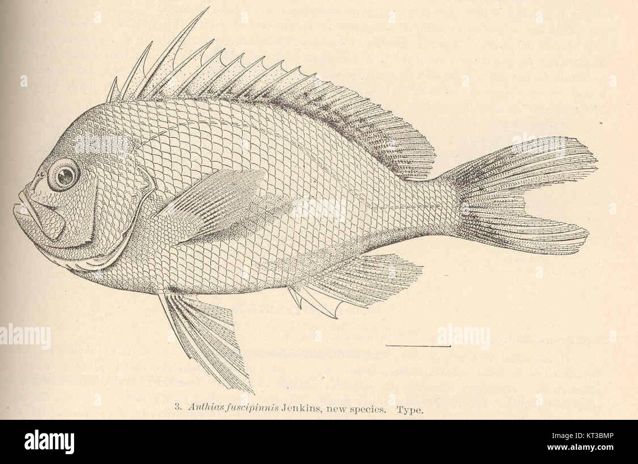Anthias fuscipinnis Jenkins is a newly discovered species of fish ...