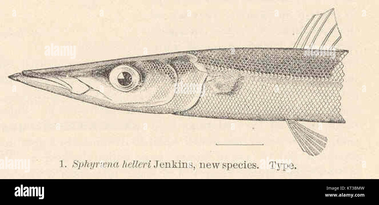 Sphyraena helleri Jenkins is a newly identified species of barracuda. This species, classified under the genus Sphyraena, is significant for its distinctive physical traits and ecological role in marine environments. Stock Photo