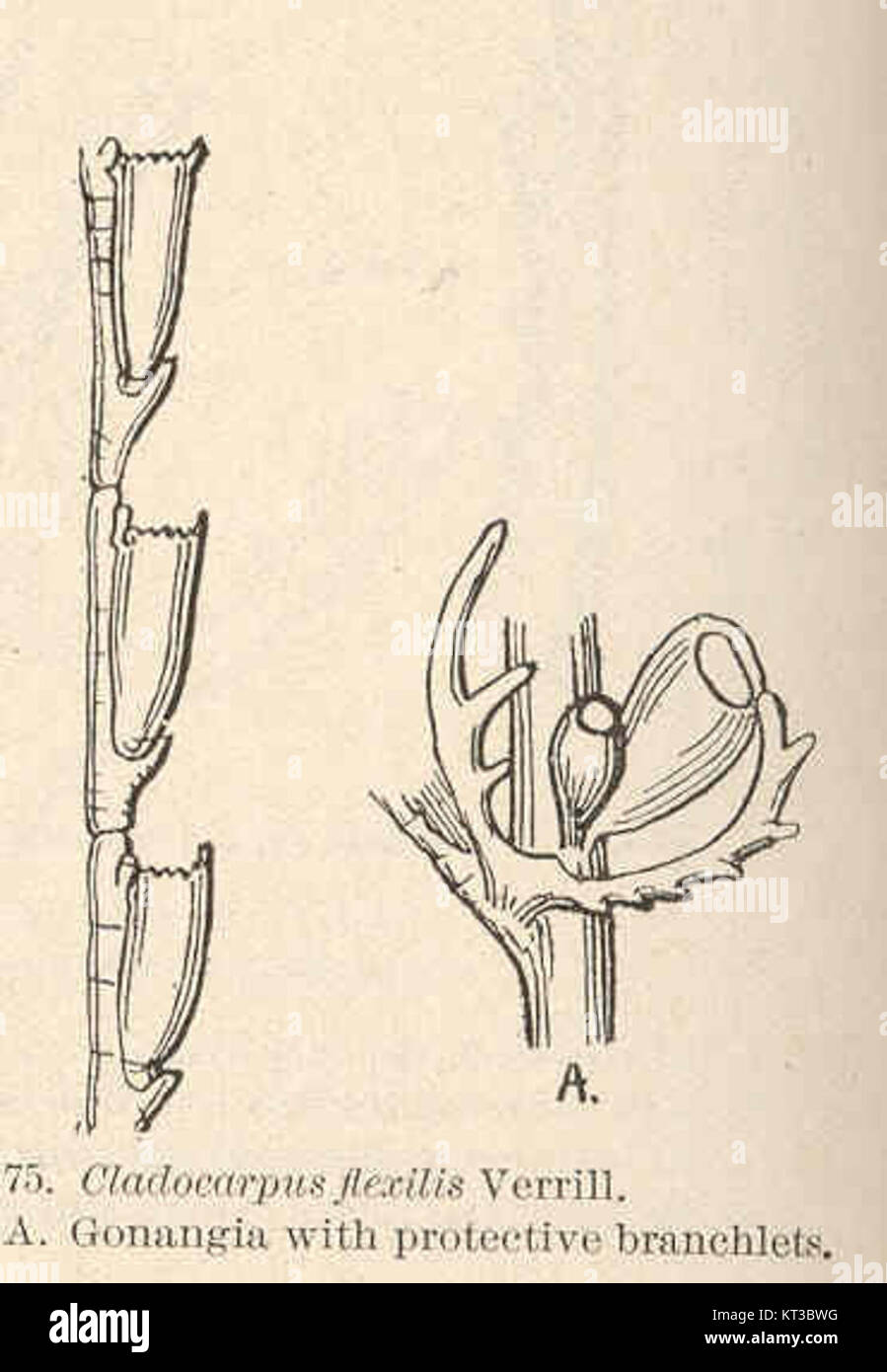 40611 Cladocarpus flexilis Verrill AGonangla with protective branchlets Stock Photo