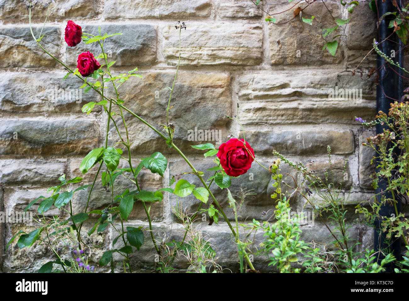 Old english garden wall hi-res stock photography and images - Alamy