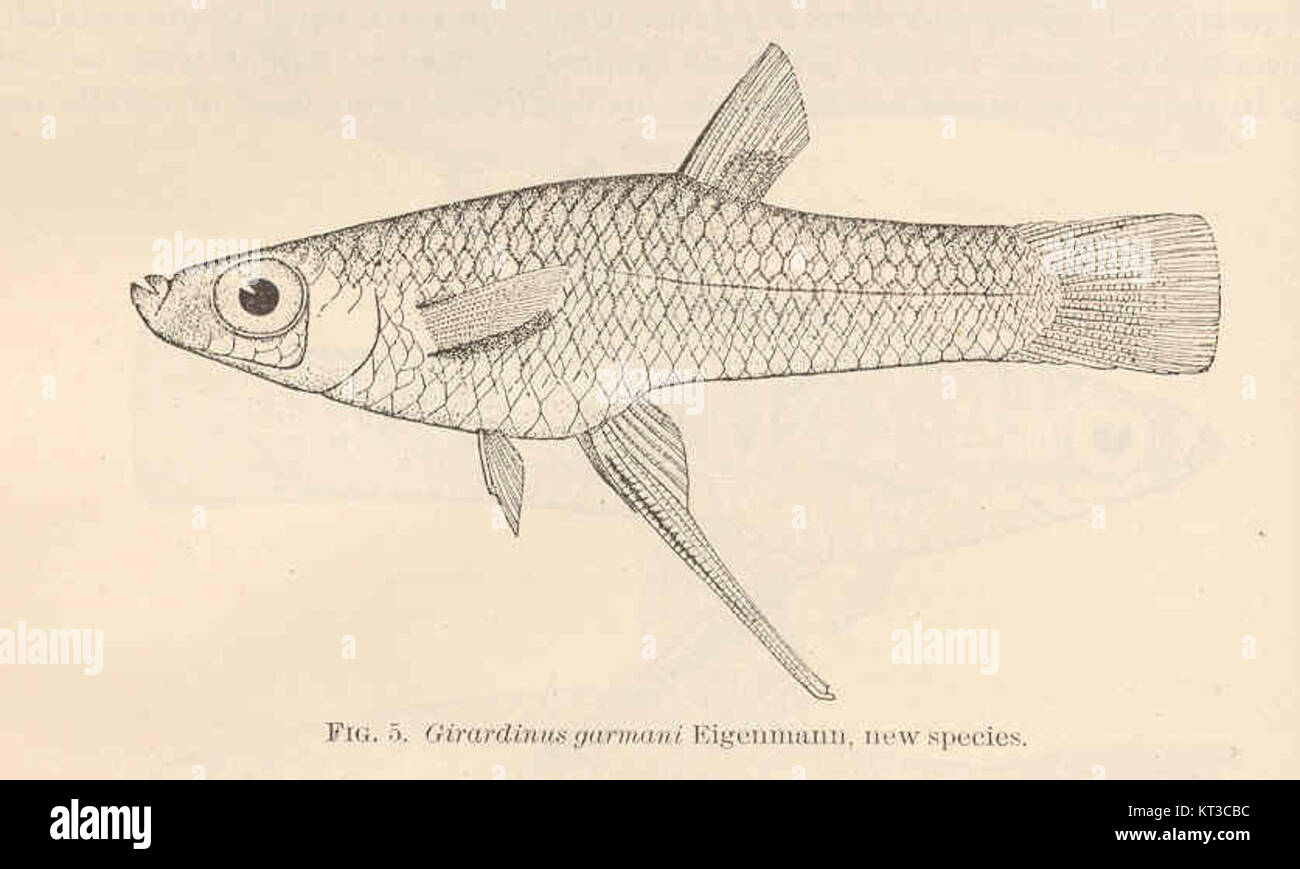 40943 Girardinus garmani Eigenmann, new species Stock Photo