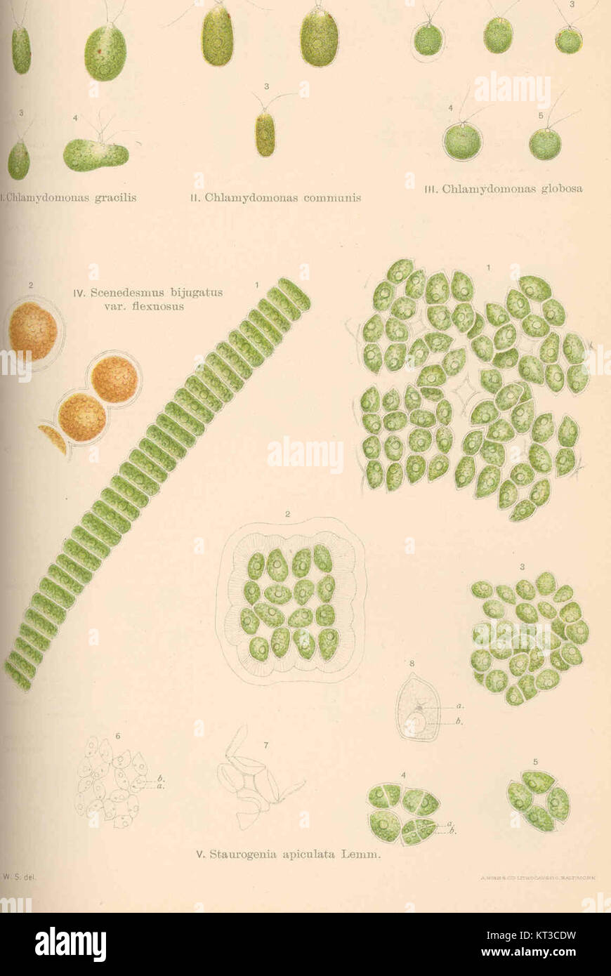 41009 Chlamydomonas gracilis; Chlamydomomas communis; Chlamydomonas globosa; Scenedesmus bijugatus var flexuosus; Staurogenia Stock Photo