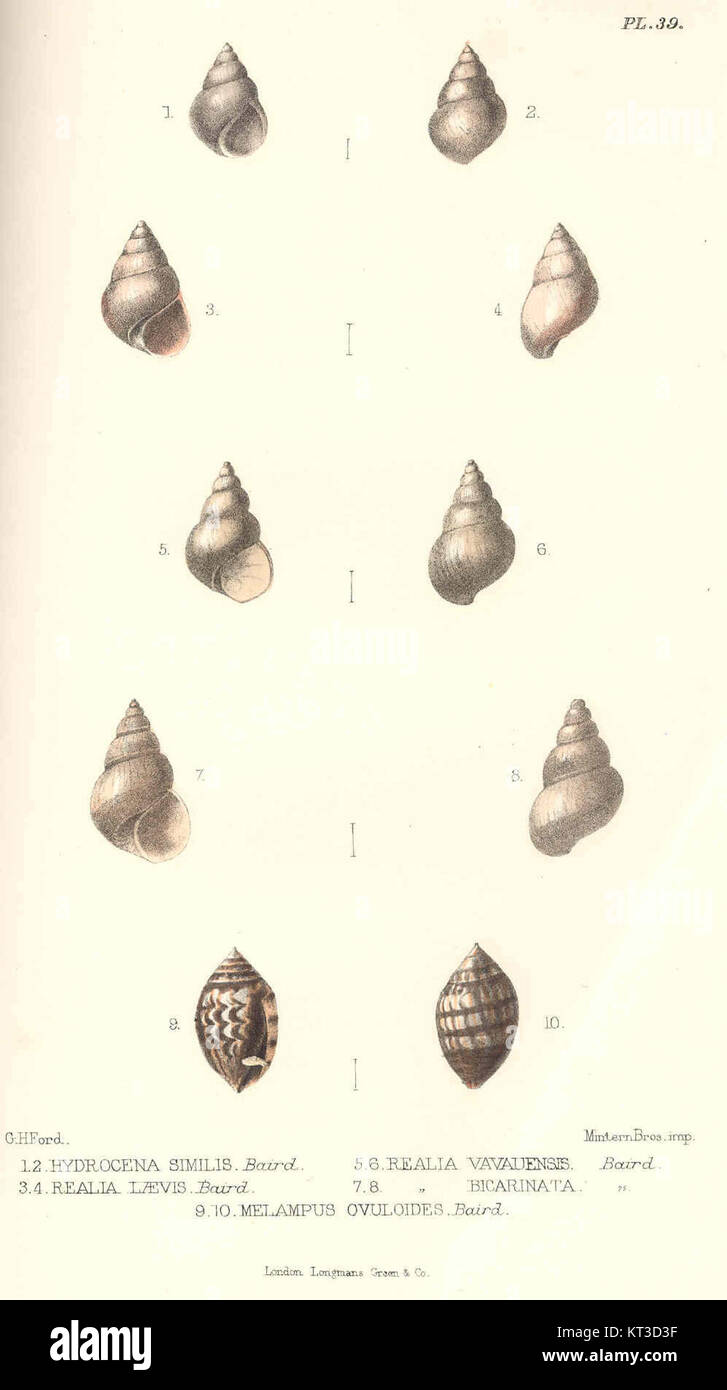 41432 Hydrocena similis Baird (1,2); Realia laevis Baird (3,4); Realia vavauensis Baird (5,6); Realia bicarinata Baird (7,8); Melampus Stock Photo