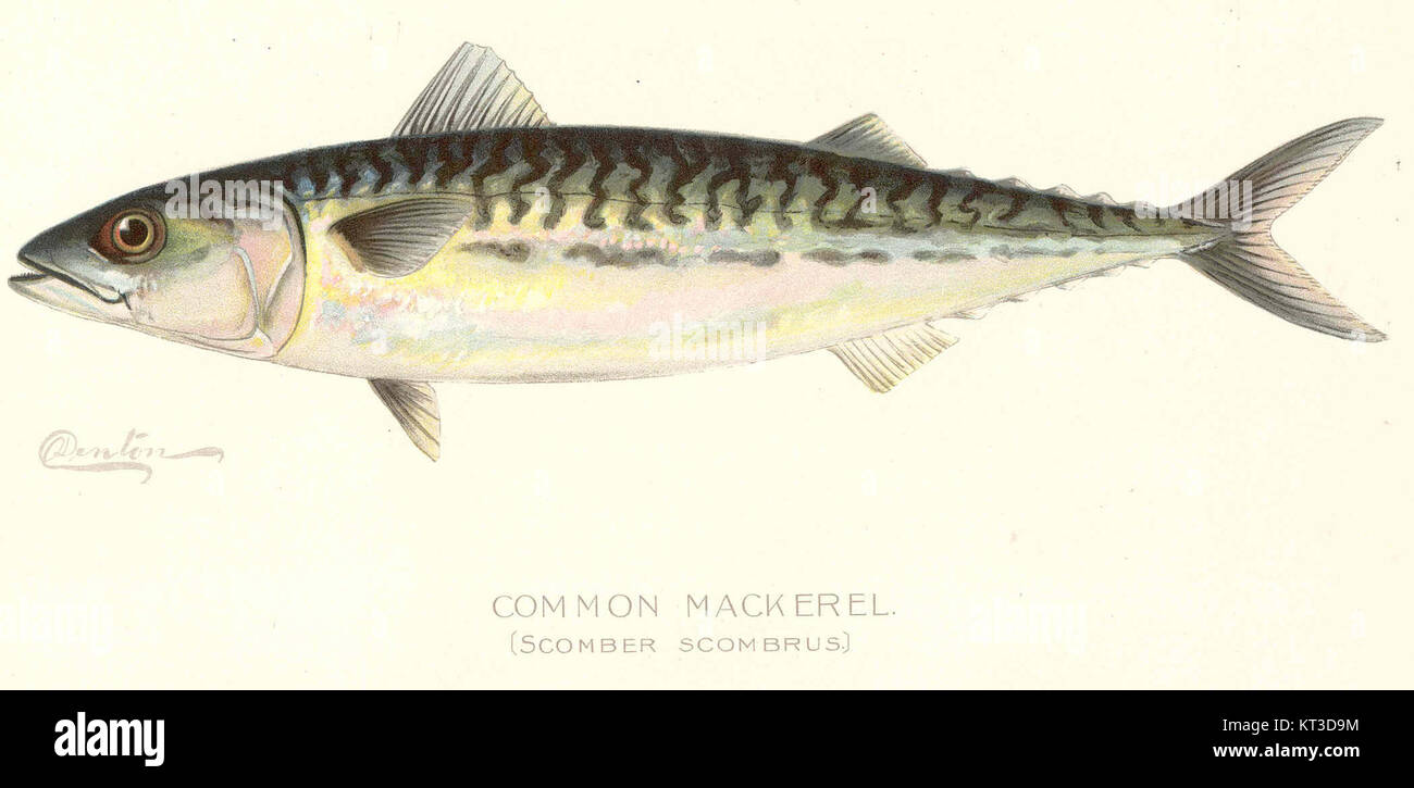 41562 Common Mackerel (Scomber scombrus) Stock Photo