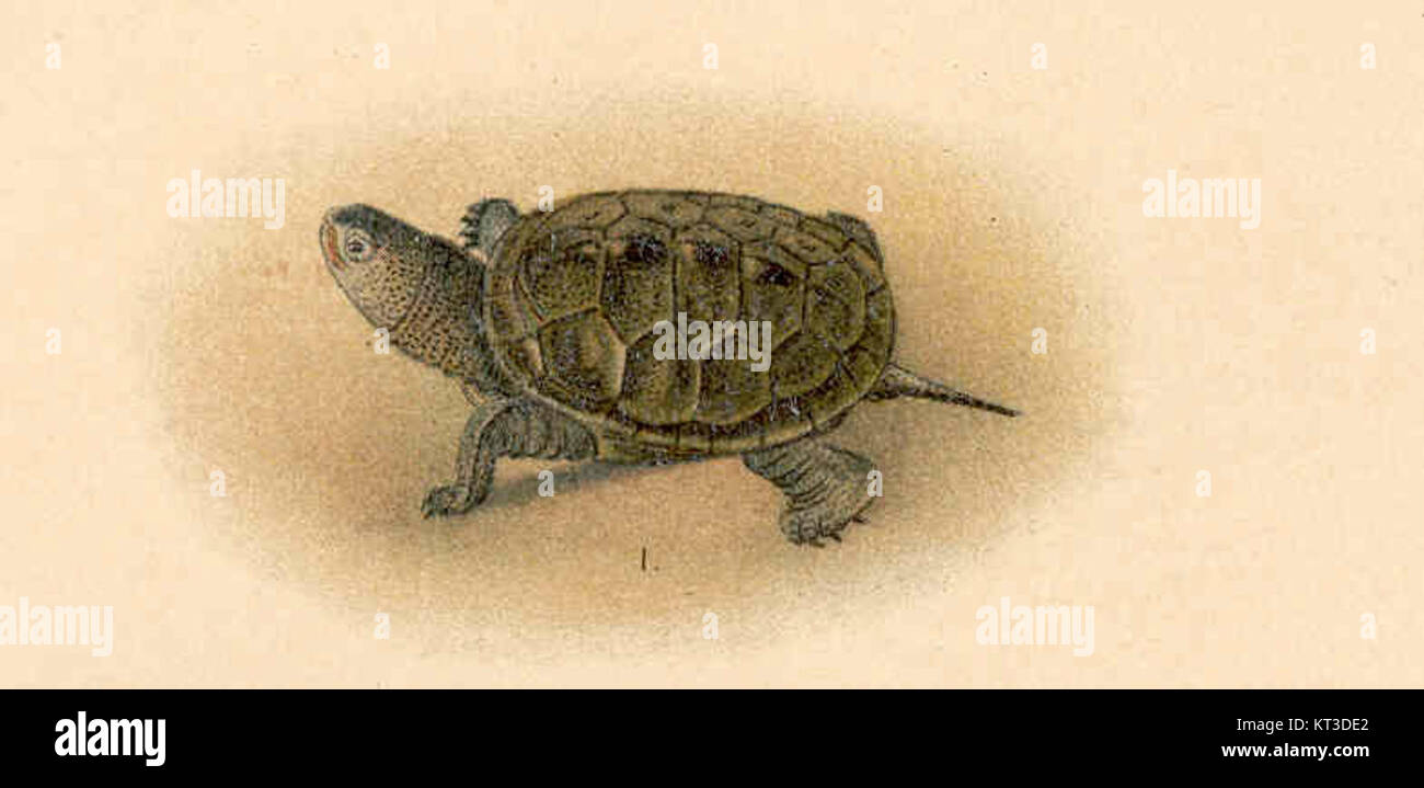 Mottled shell hi-res stock photography and images - Alamy