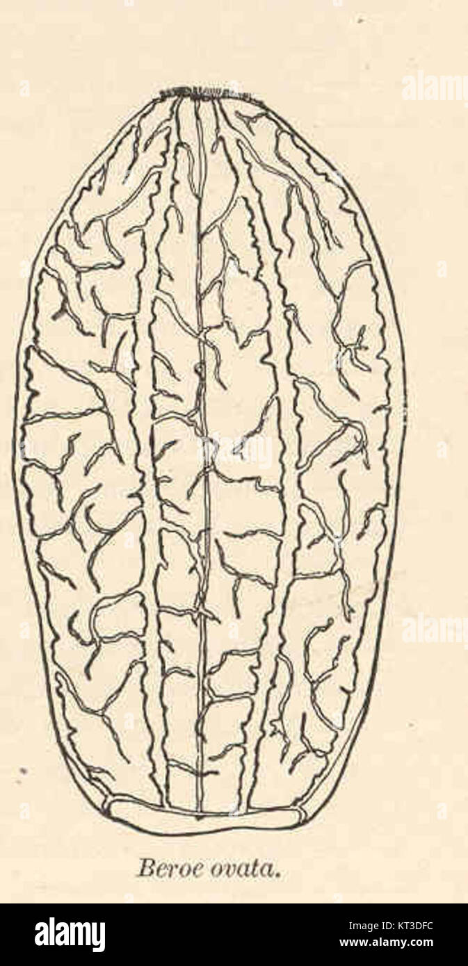 41699 Beroe ovata Stock Photo