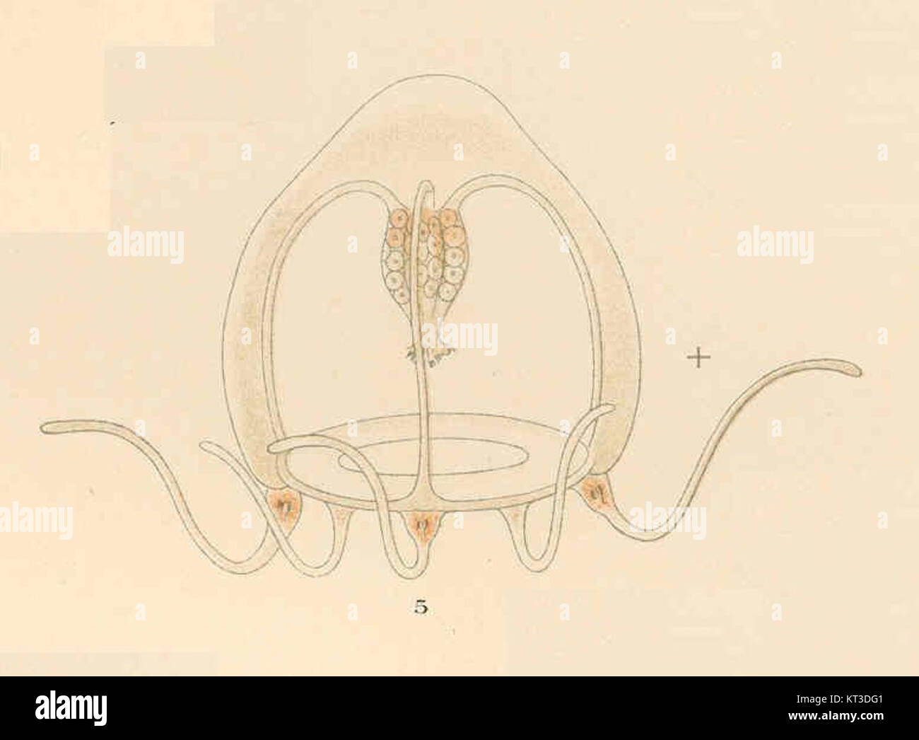 Podocoryne carnea, a species of jellyfish, is shown in this photograph