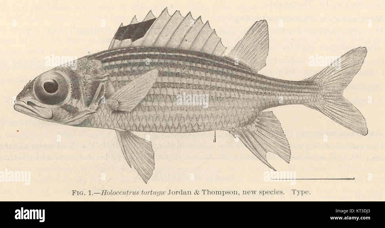 Holocentrus tortugae is a newly described species of fish, identified by Jordan & Thompson. This species belongs to the family Holocentridae and was recently classified as a new discovery in marine biology. Stock Photo