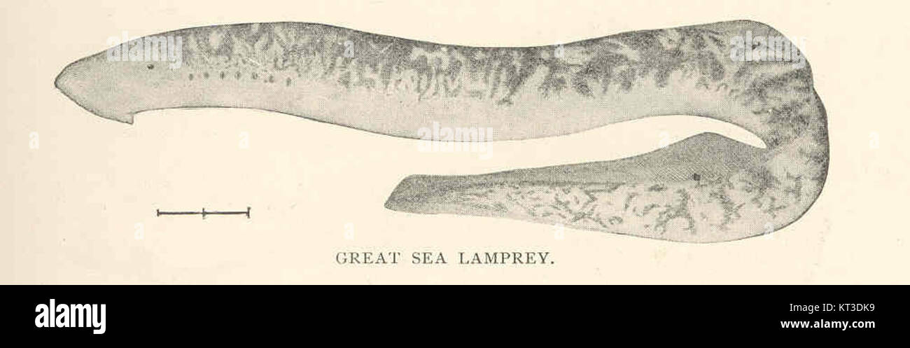41795 Great Sea Lamprey (Petromyzon marinus Linnaeus) Stock Photo