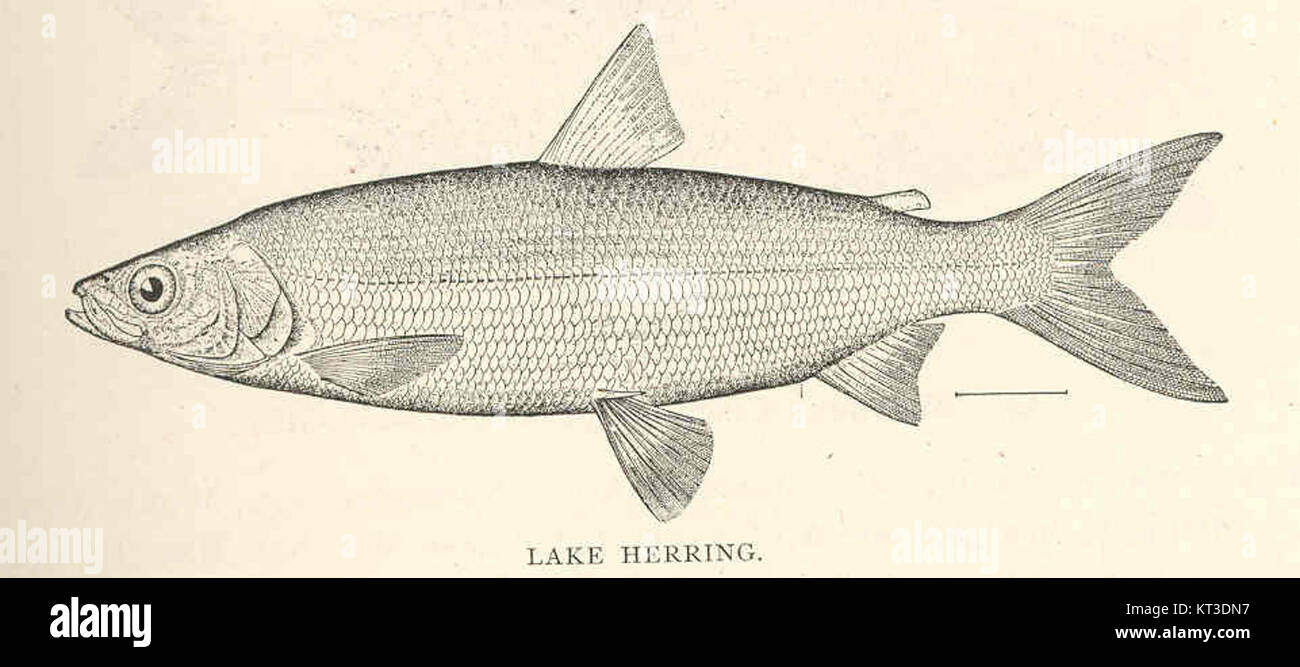 41836 Lake Herring (Argyrosomus artedi LeSueur Stock Photo Alamy