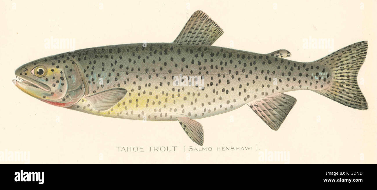 41842 Tahoe Trout (Salmo henshawi Stock Photo Alamy