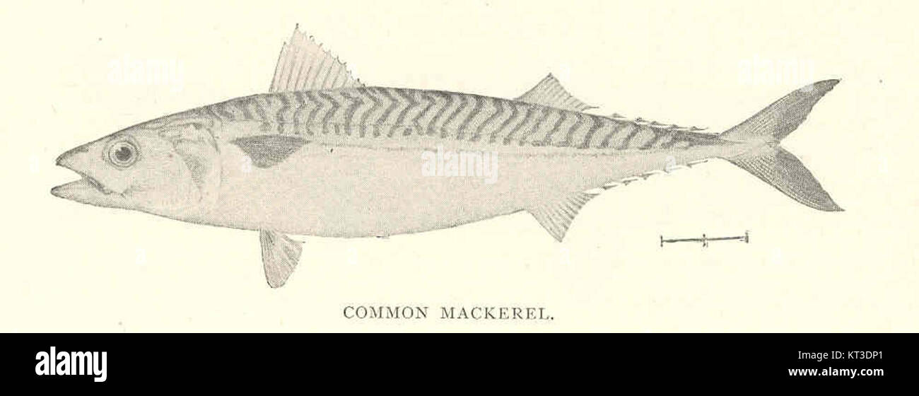 41856 Common Mackerel (Scomber scombrus Linnaeus) Stock Photo