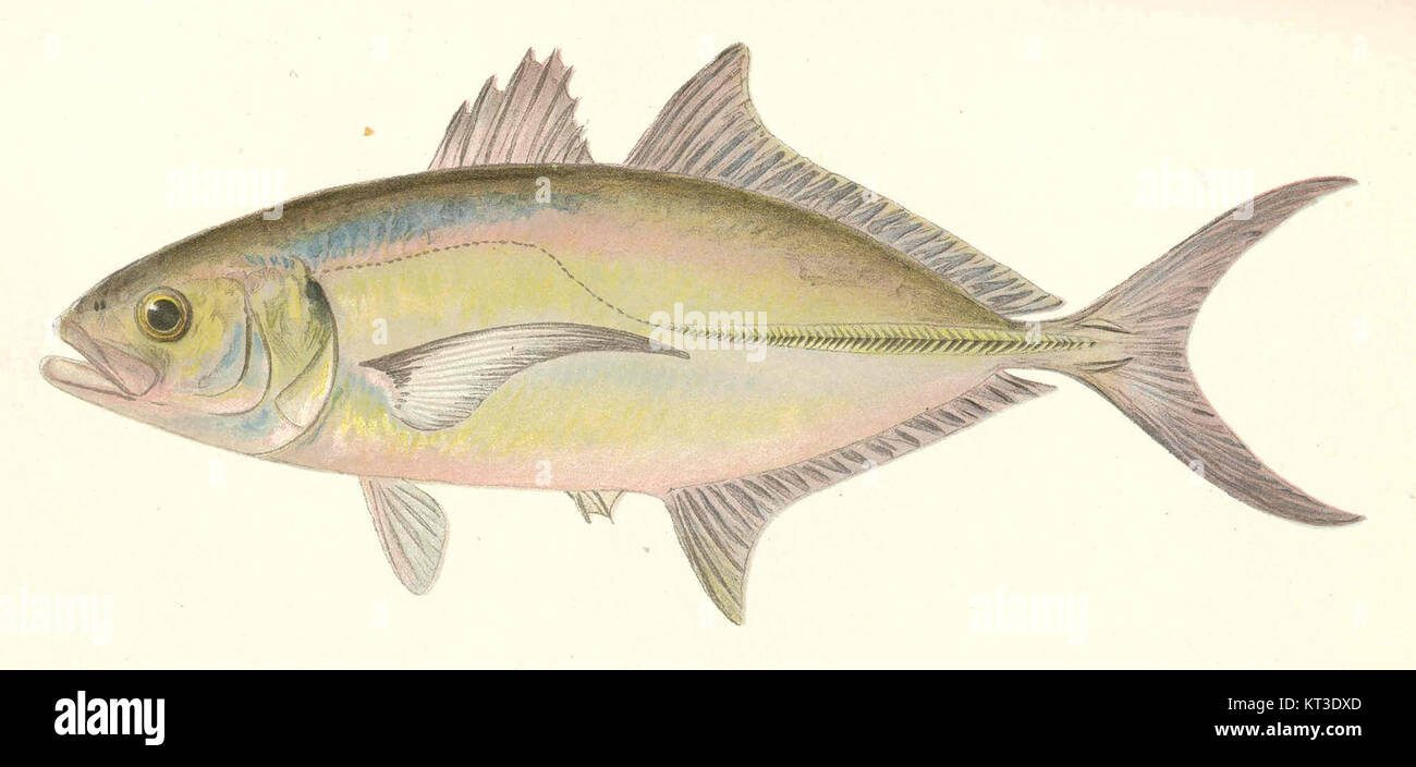 41959 Yellow mackerel (Caranx crysos (Mitchill Stock Photo Alamy
