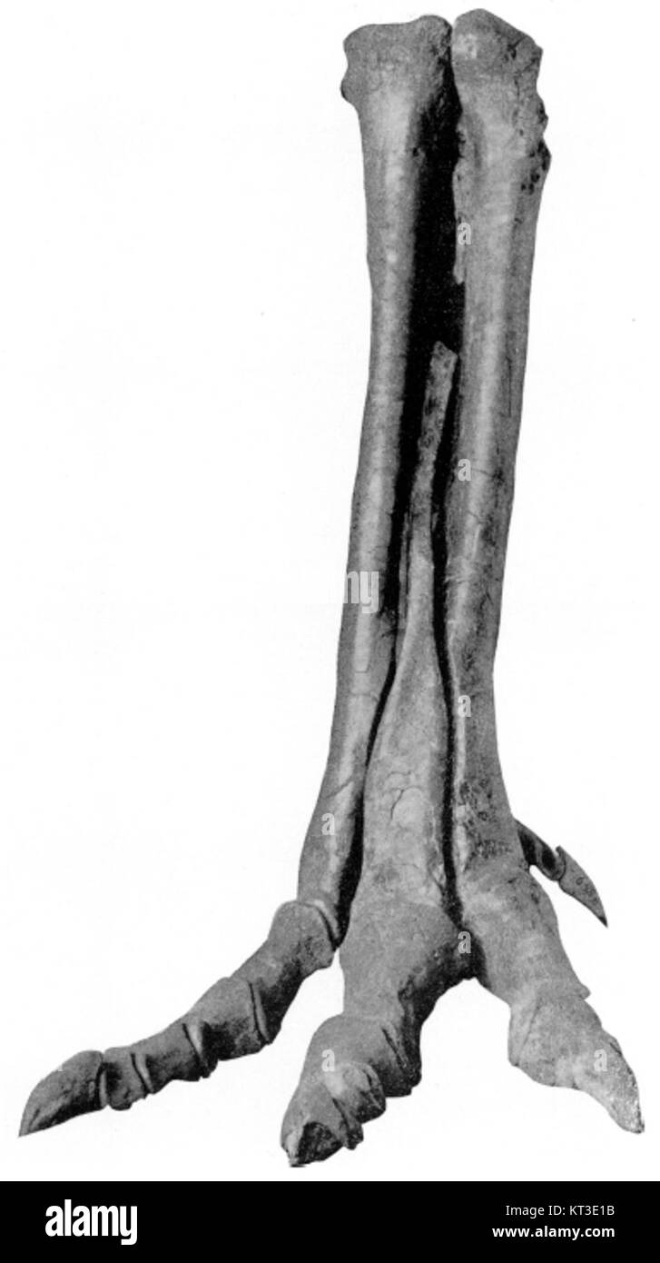 Alectrosaurm olseni is an extinct genus of theropod dinosaur known from fossil remains. It was part of the Cretaceous period's diverse dinosaur fauna, contributing to the study of prehistoric life. Stock Photo