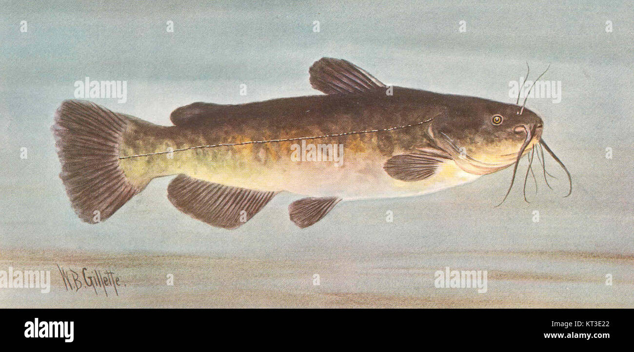42021 Bullhead; Catfish (Ameiurus nebulosus Le S) Stock Photo