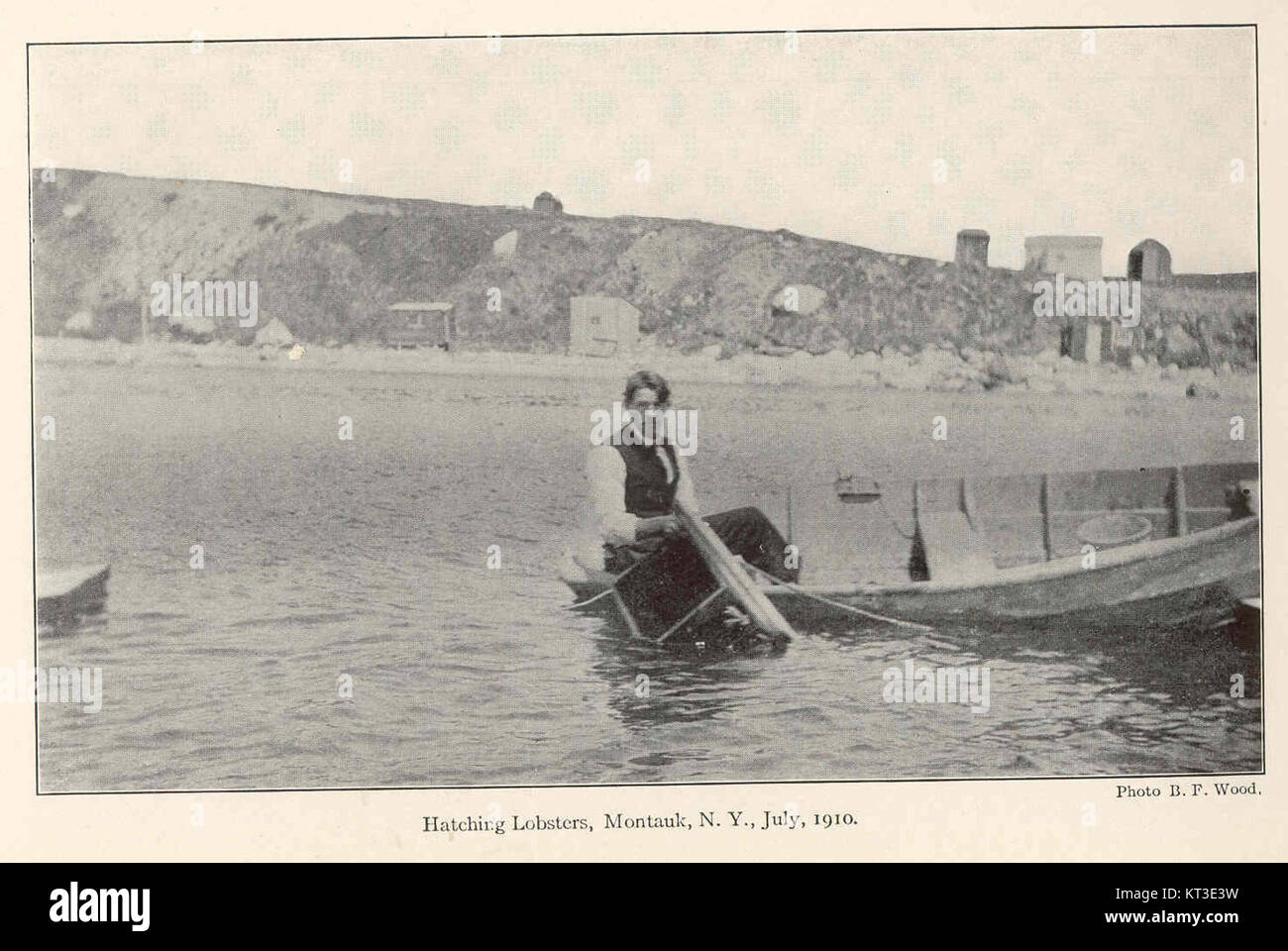 42065 Hatching Lobsters, Montauk, N Y, July, 1910 Stock Photo Alamy