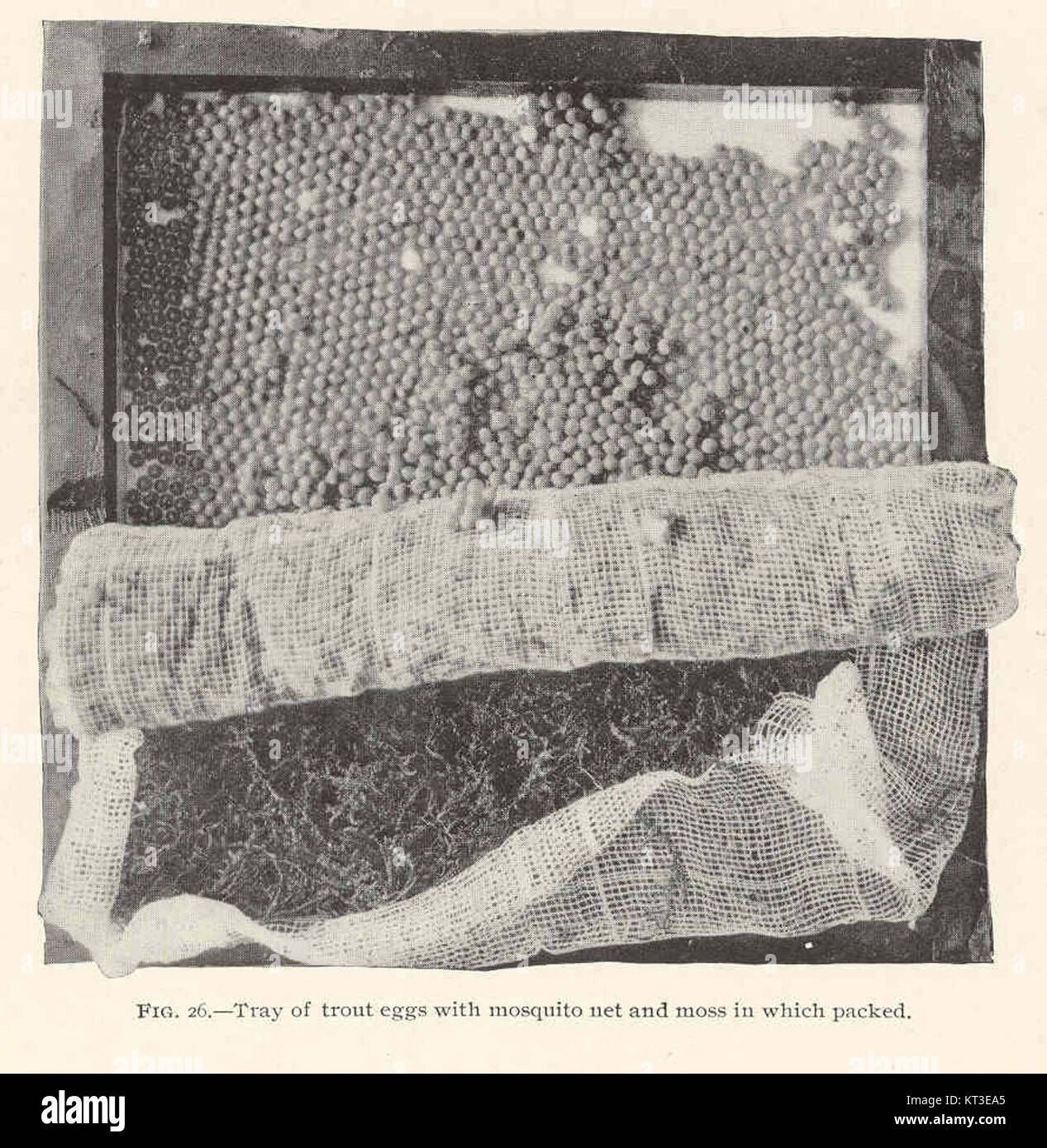 Mosquito net illustration hires stock photography and images Alamy