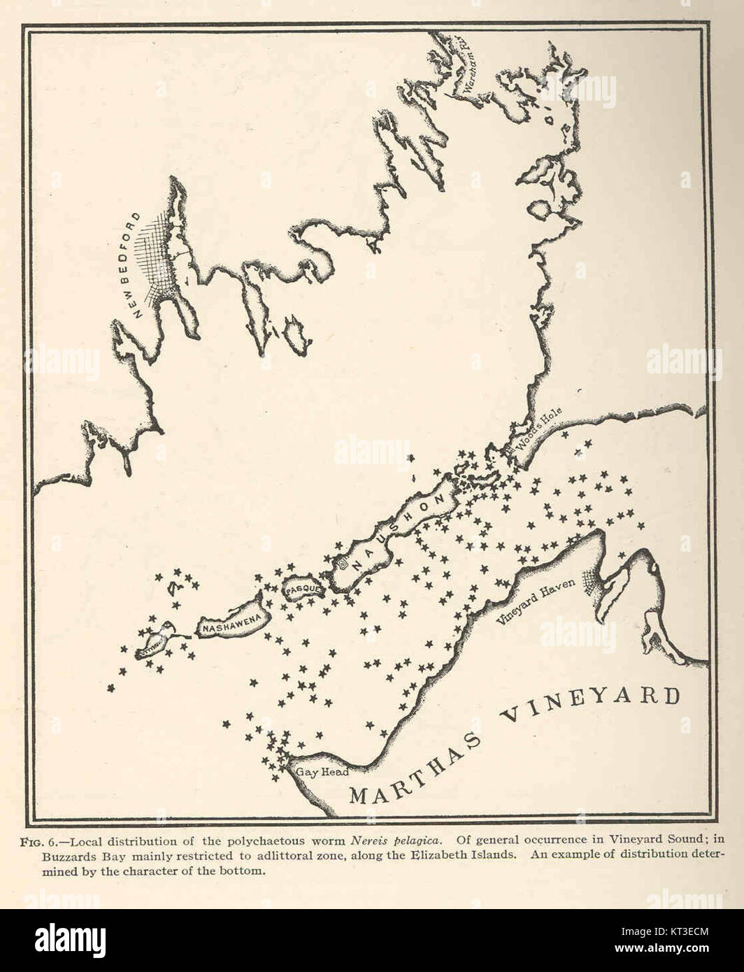 42294 Local distribution of the polychaetous worm Nereis pelagica Of general occurrence in Vineyard Sound; in Buzzards Bay mainly Stock Photo