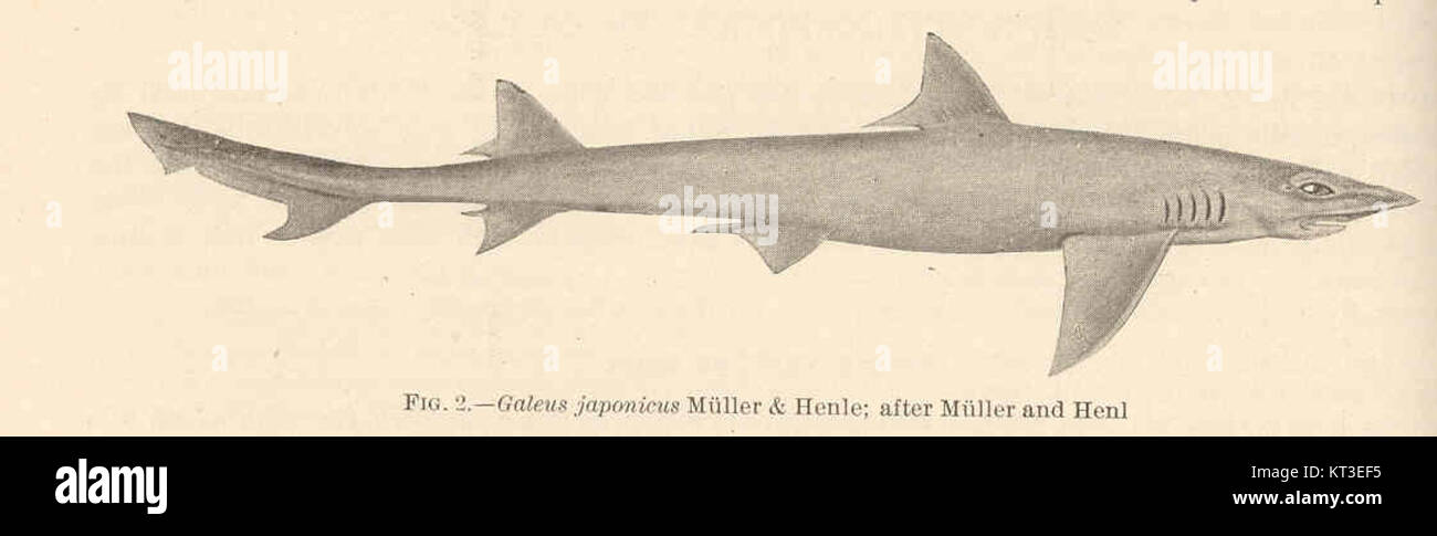 42358 Galeus japonicus Muller & Henle; after Muller and Hen Stock Photo